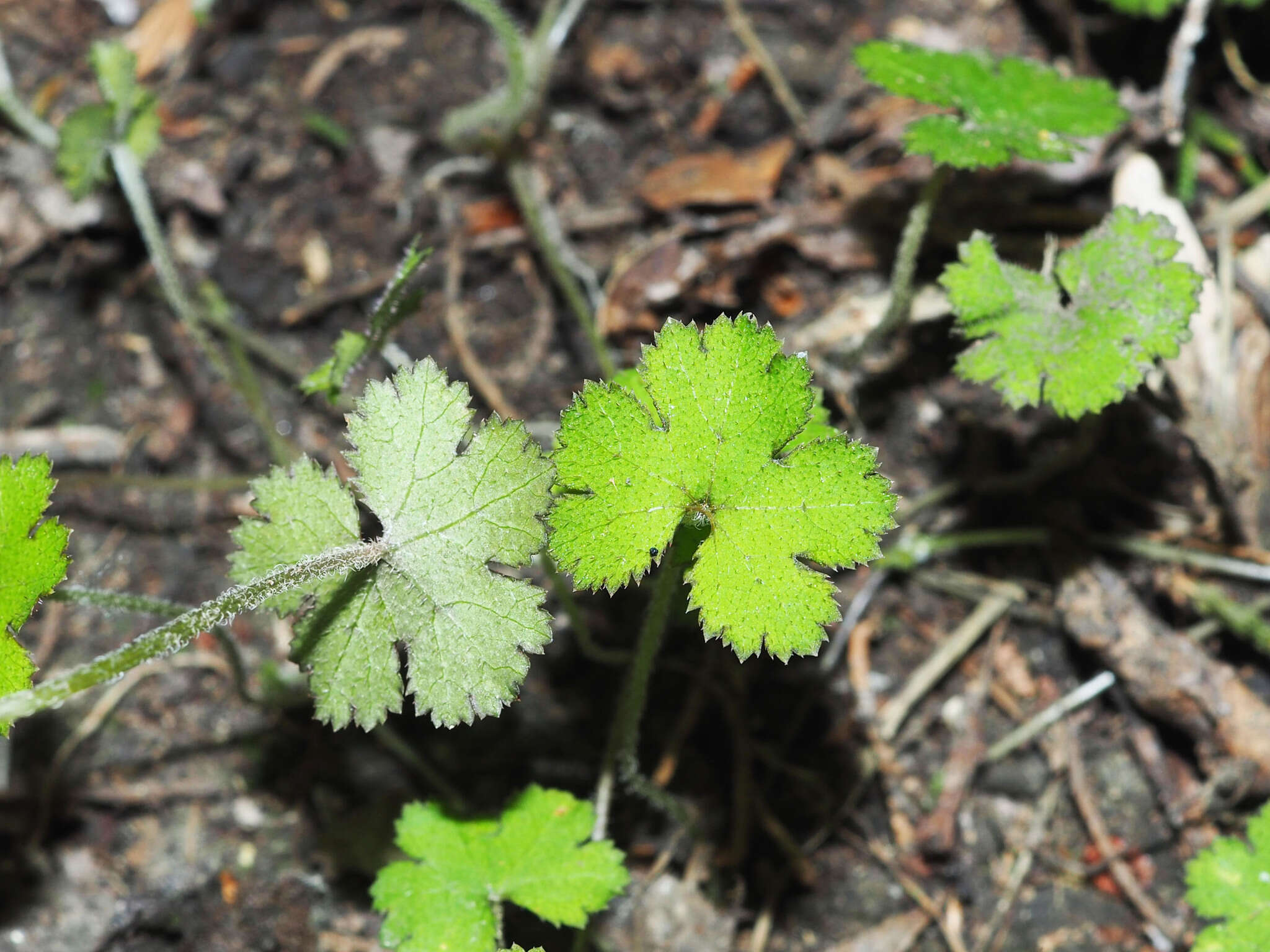 Imagem de Hydrocotyle elongata A. Cunn. ex Hook. fil.