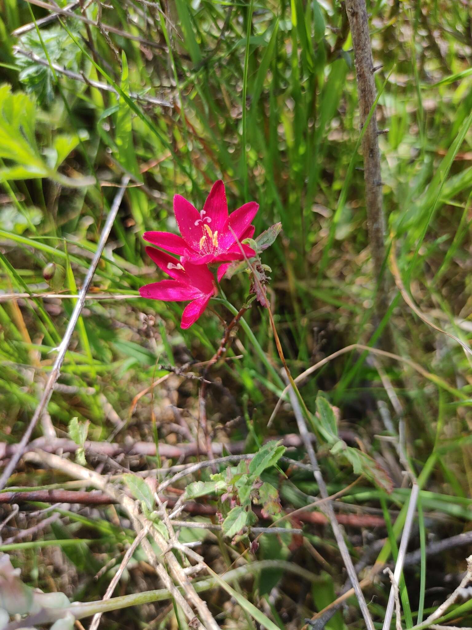 Image of Geissorhiza inflexa (D. Delaroche) Ker Gawl.