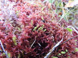 Image of Sphagnum warnstorfii Russow