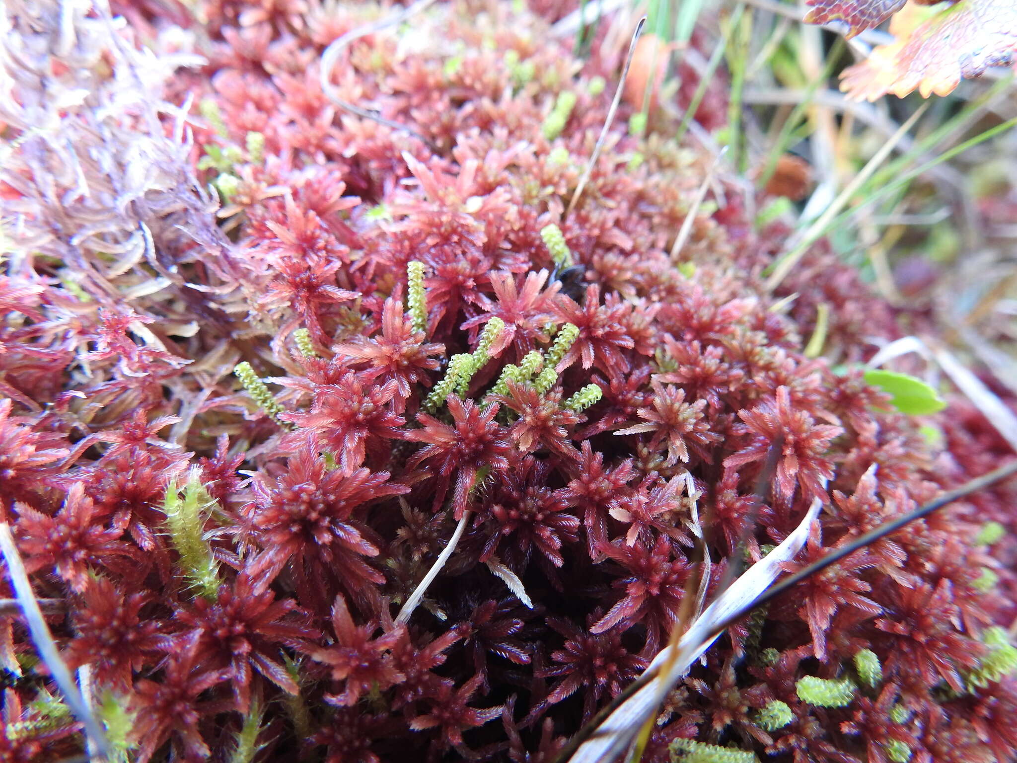 Image of Sphagnum warnstorfii Russow