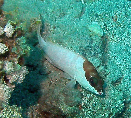 Image of Banded Reed Cod