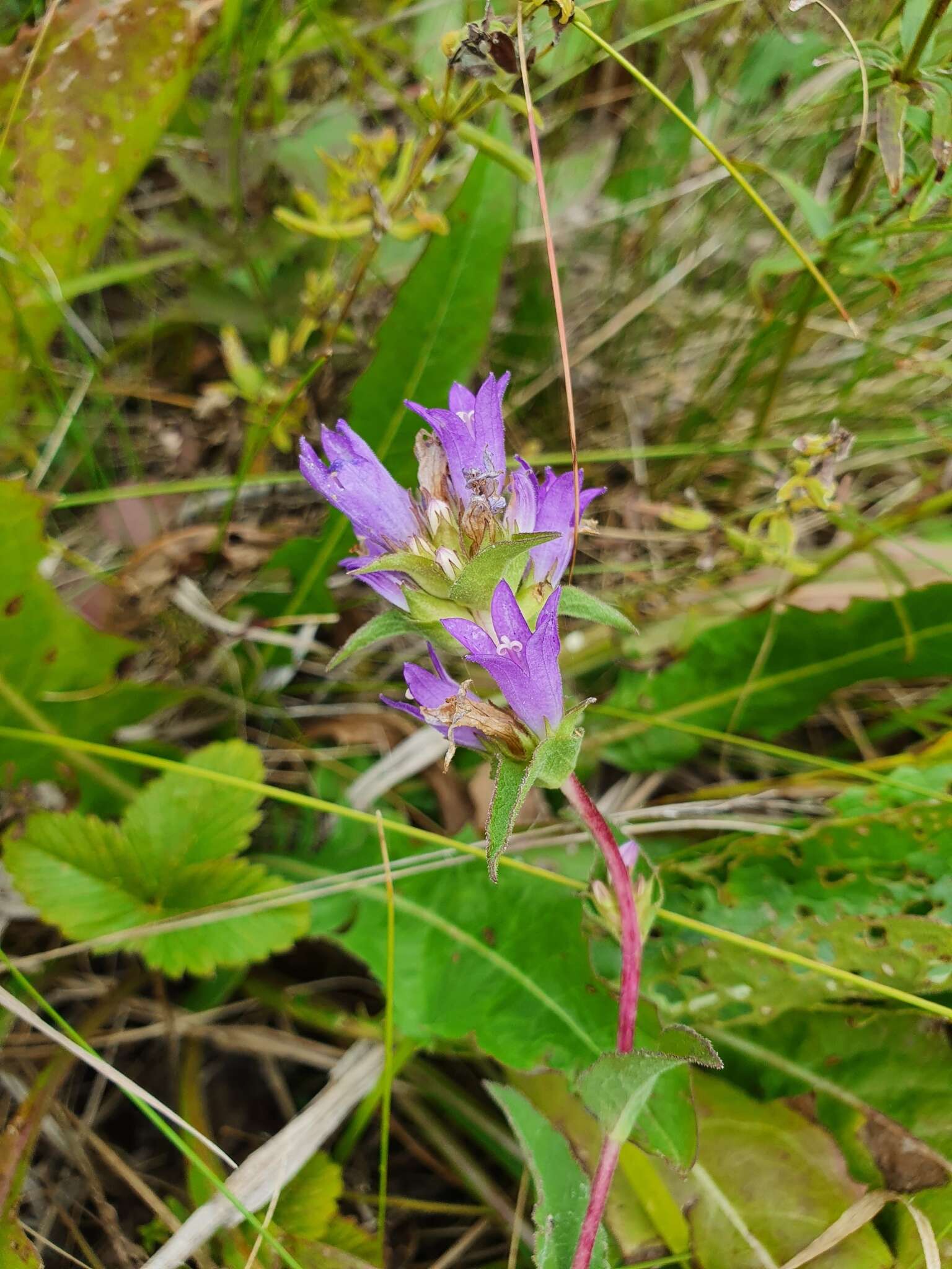 Imagem de Campanula glomerata subsp. farinosa (Rochel ex Besser) Kirschl.