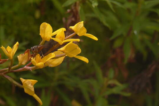 Disa aurata (Bolus) L. T. Parker & Koop. resmi