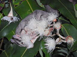 Image of Sugar Glider