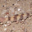Image of Namib Chirping Gecko