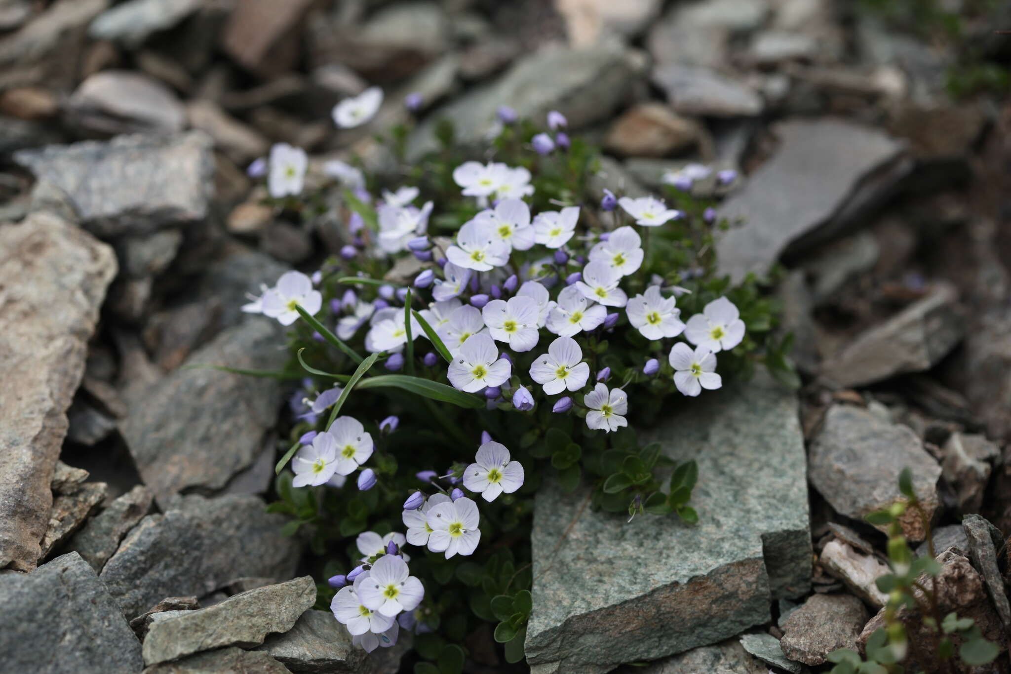 Sivun Veronica telephiifolia Vahl kuva