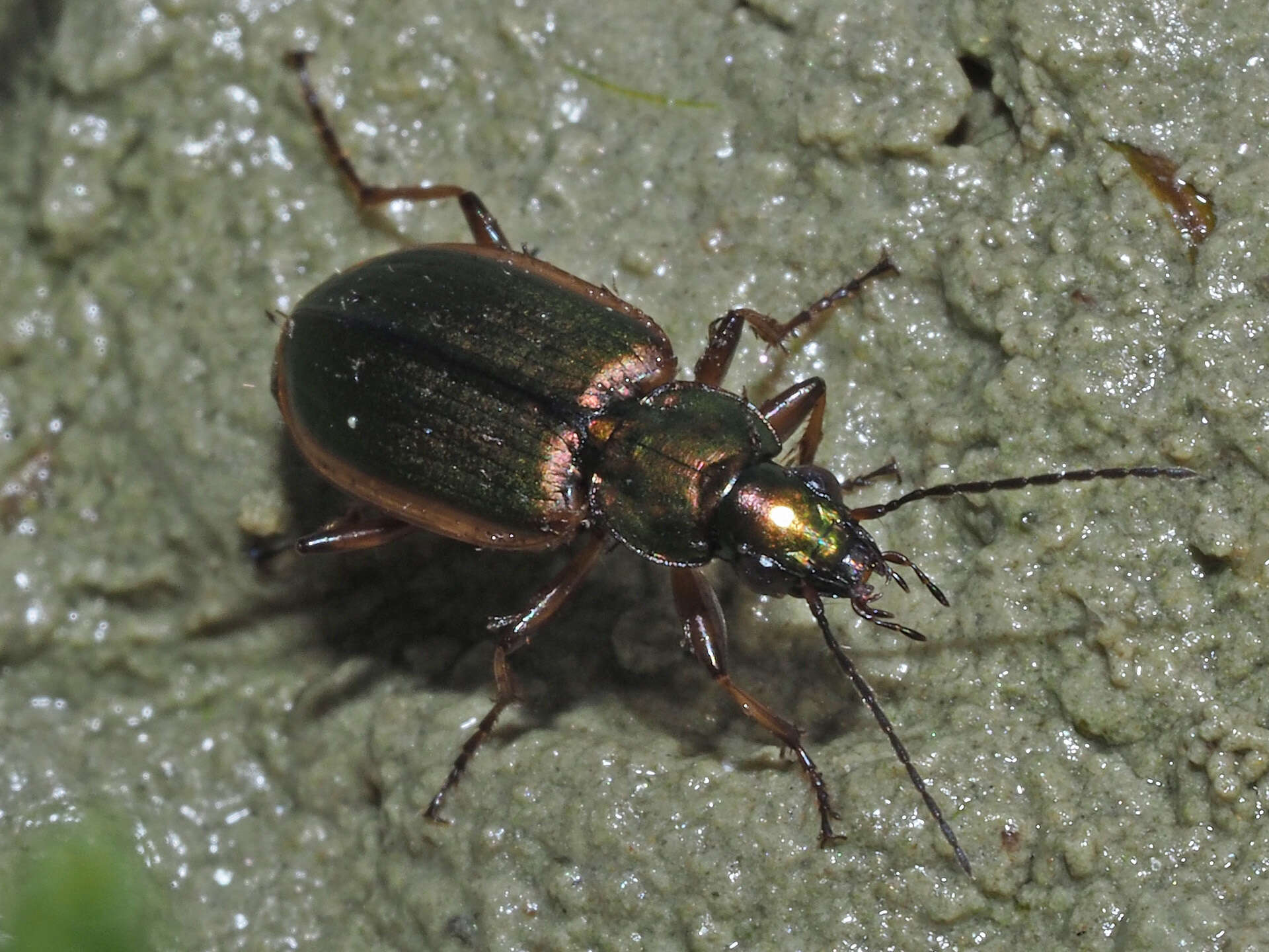 Image of Agonum (Agonum) marginatum (Linnaeus 1758)