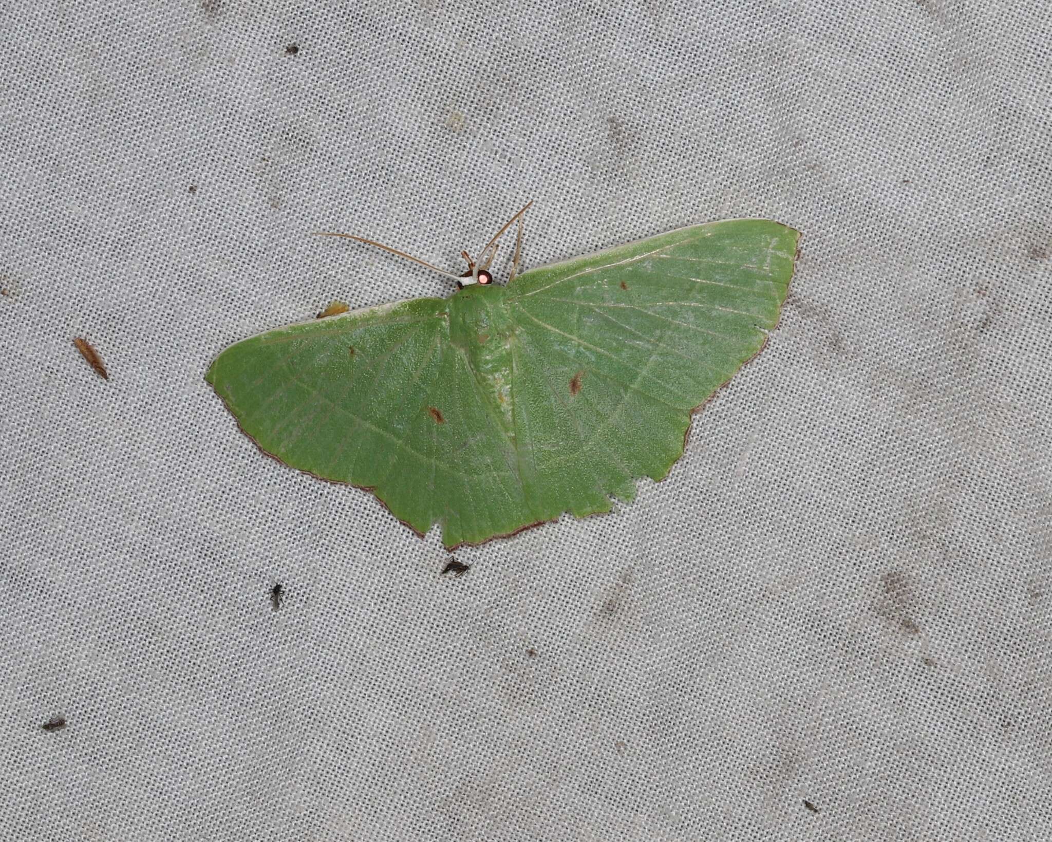 Sivun Chrysochloroma megaloptera Lower 1894 kuva