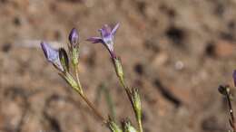 Image of coastal gilia