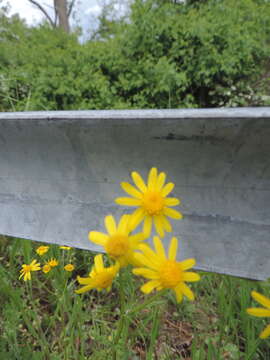 Image of eastern groundsel