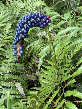 Image of Amorphophallus kiusianus (Makino) Makino