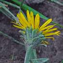 Image of tranquil goldenweed