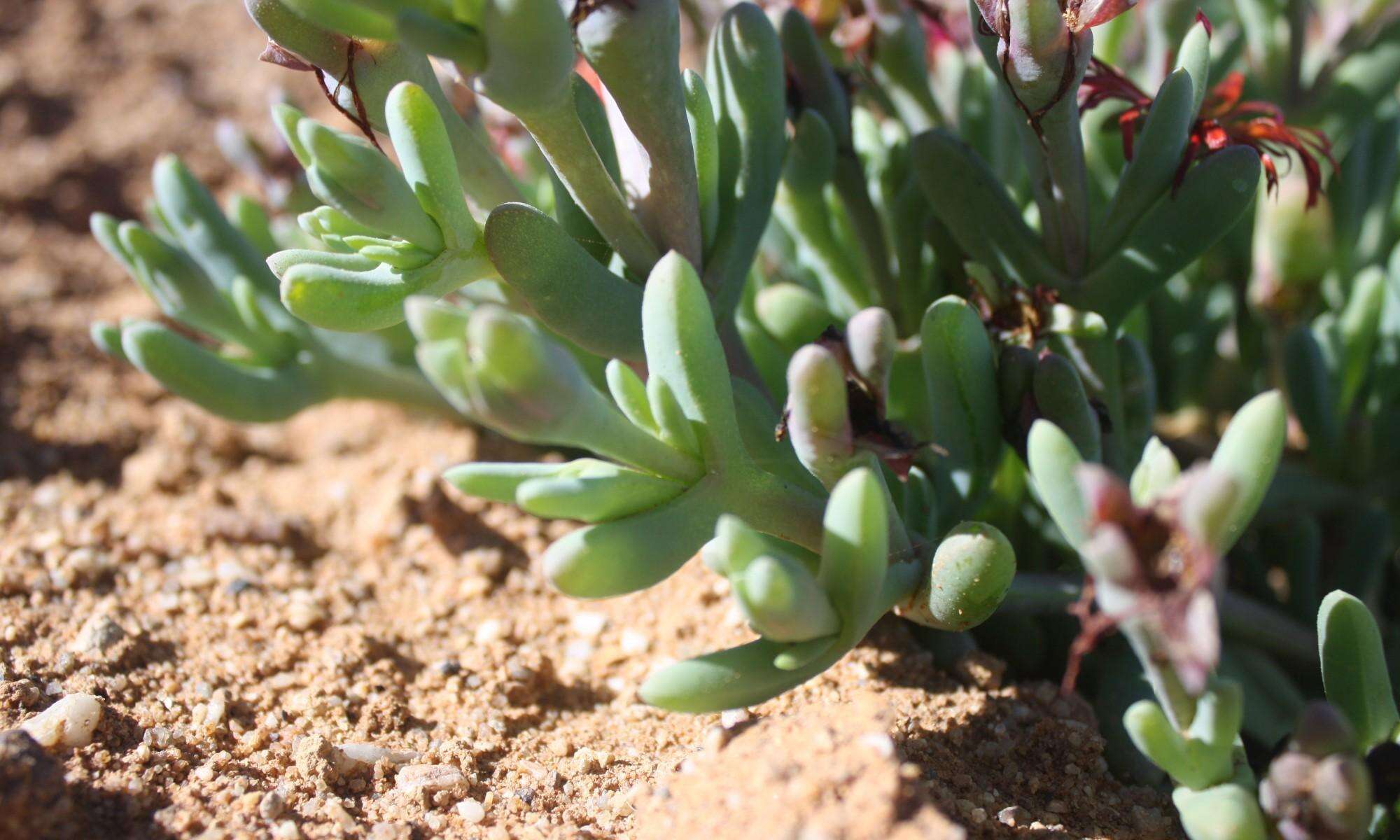 Image of Malephora purpureocrocea (Haw.) Schwant.