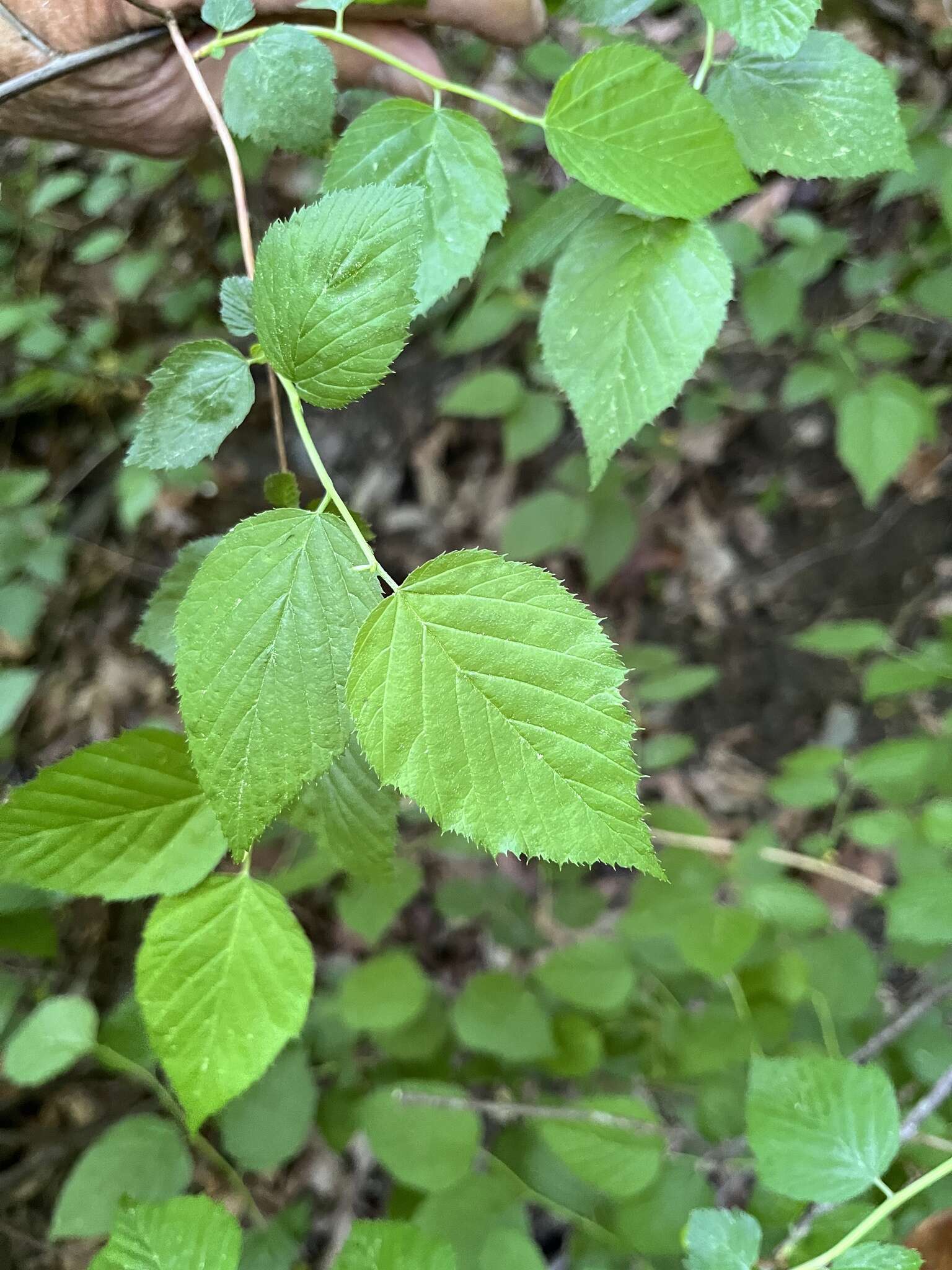 Neviusia alabamensis A. Gray的圖片