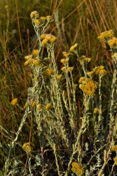 Image of Helichrysum callicomum Harv.