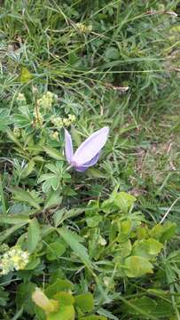 Image of alpine clematis