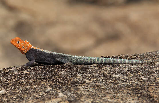 Image of Kirk's Rock Agama