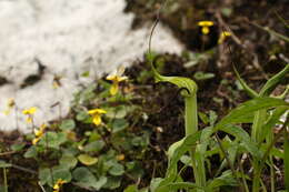Image of Jacquemont's Cobra-Lily
