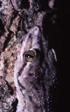 Image of Kandyan Gecko