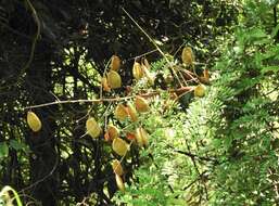 Image of Caesalpinia vernalis Benth.