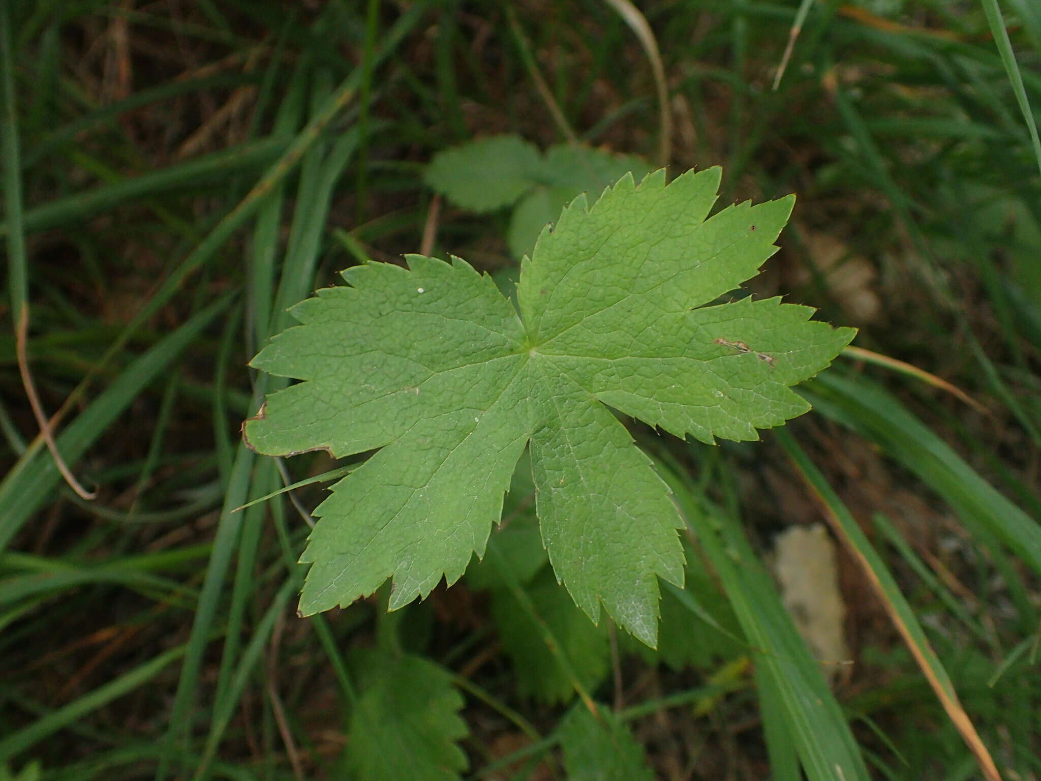 Imagem de Astrantia carniolica Jacq.