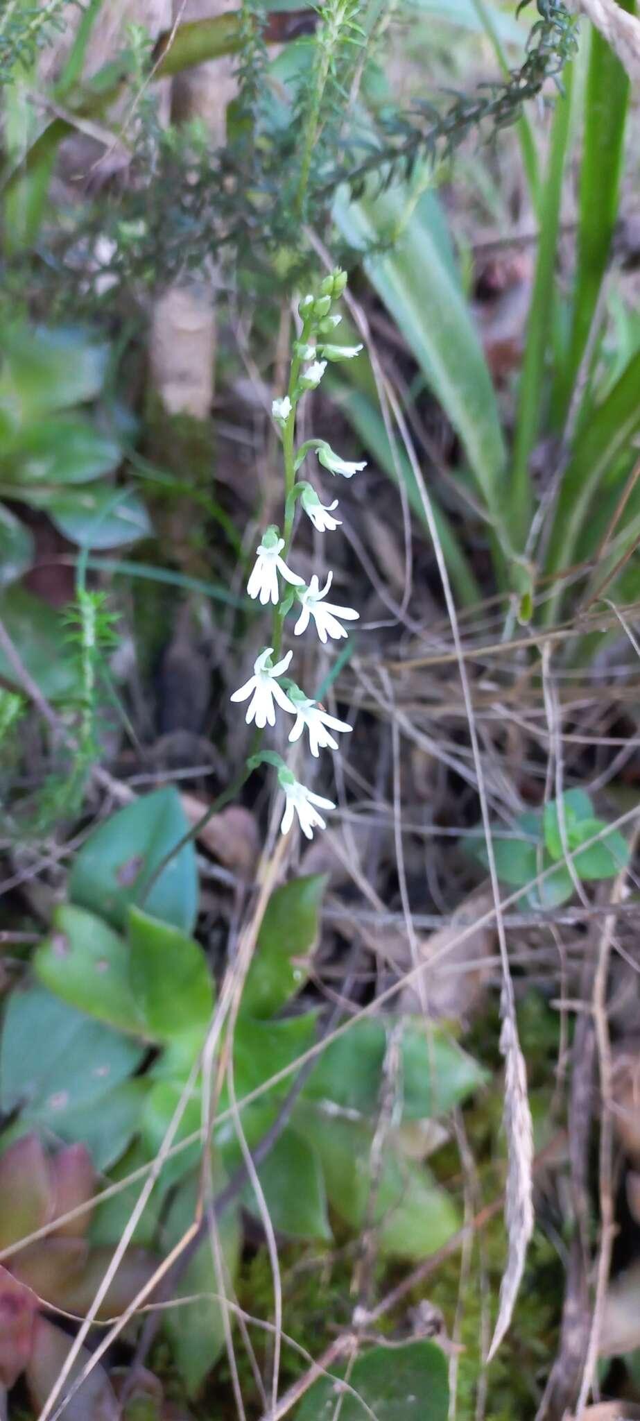 Слика од Holothrix parviflora (Lindl.) Rchb. fil.