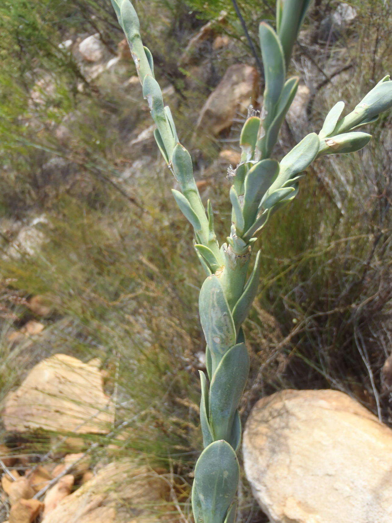 Image of <i>Osteospermum <i>polygaloides</i></i> var. polygaloides