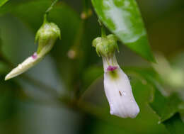 Pombalia bigibbosa (A. St.-Hil.) Paula-Souza resmi