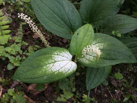 Imagem de Saururus chinensis (Lour.) Baill.