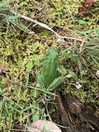 Image of European Treefrog