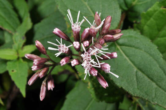 Image of <i>Eupatorium shimadae</i>