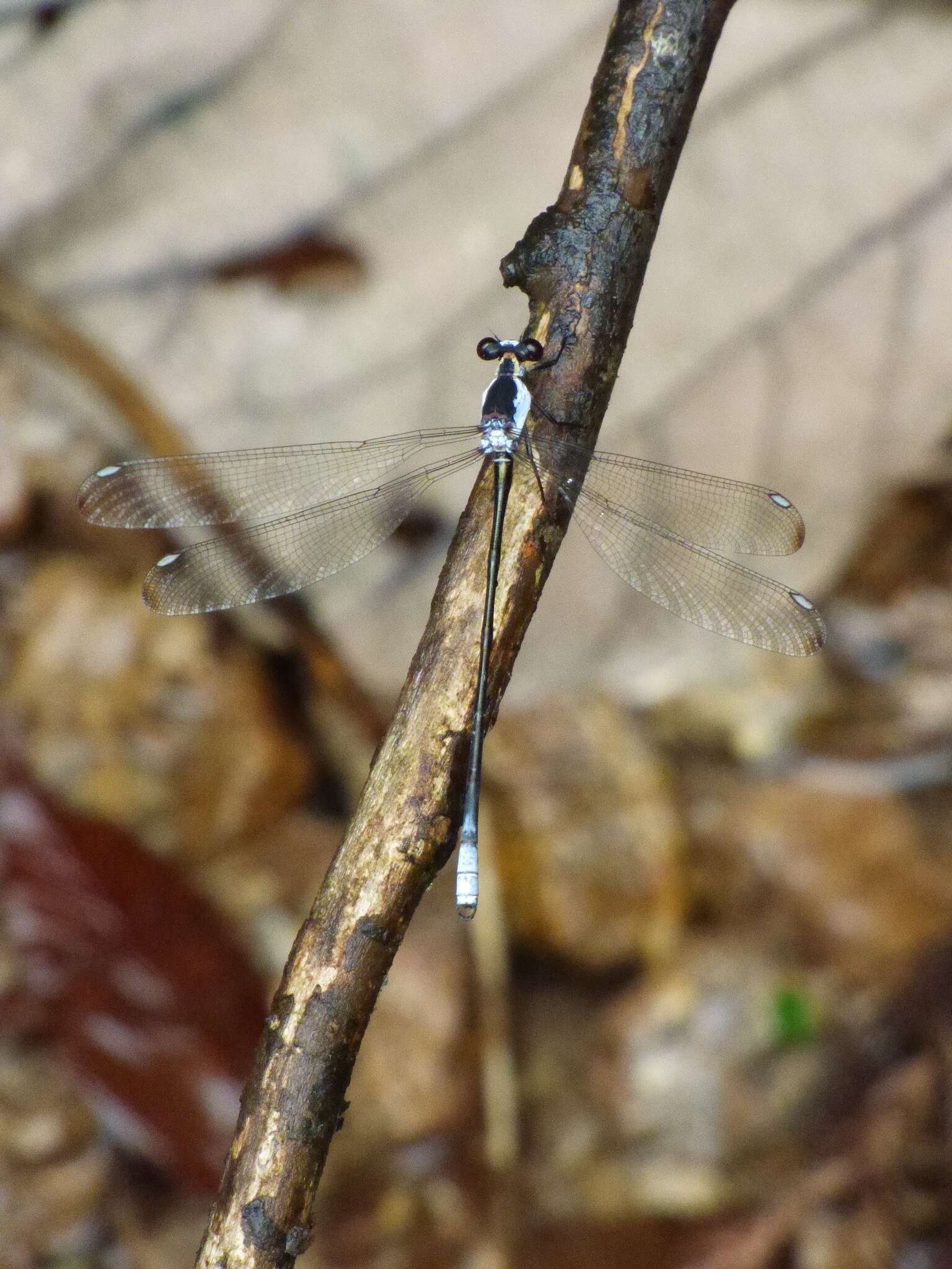 Image of Rhipidolestes nectans (Needham 1928)