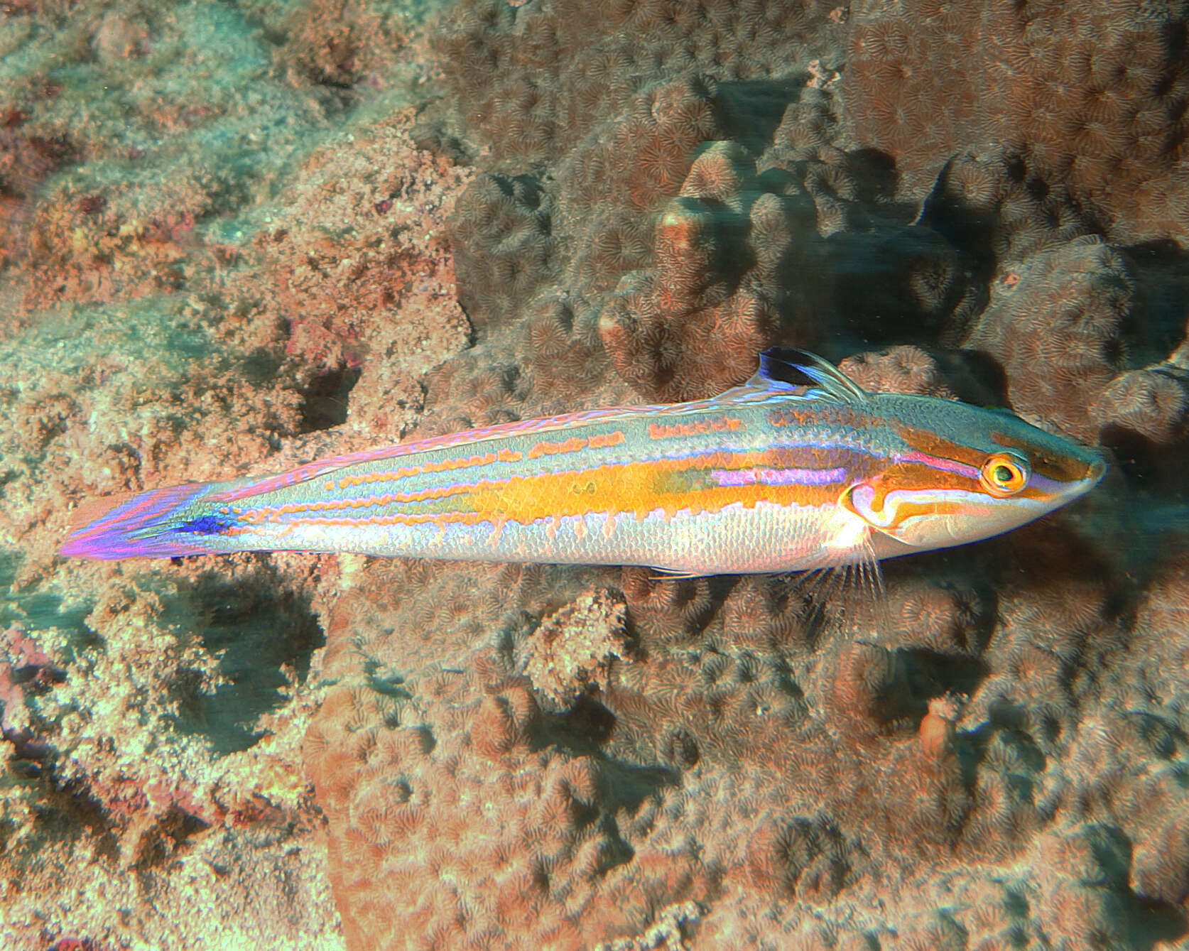 Image of Spot-tail wrasse