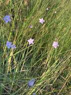 صورة Wahlenbergia undulata (L. fil.) A. DC.