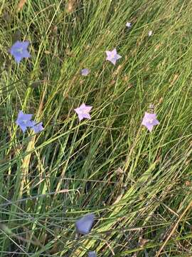 صورة Wahlenbergia undulata (L. fil.) A. DC.