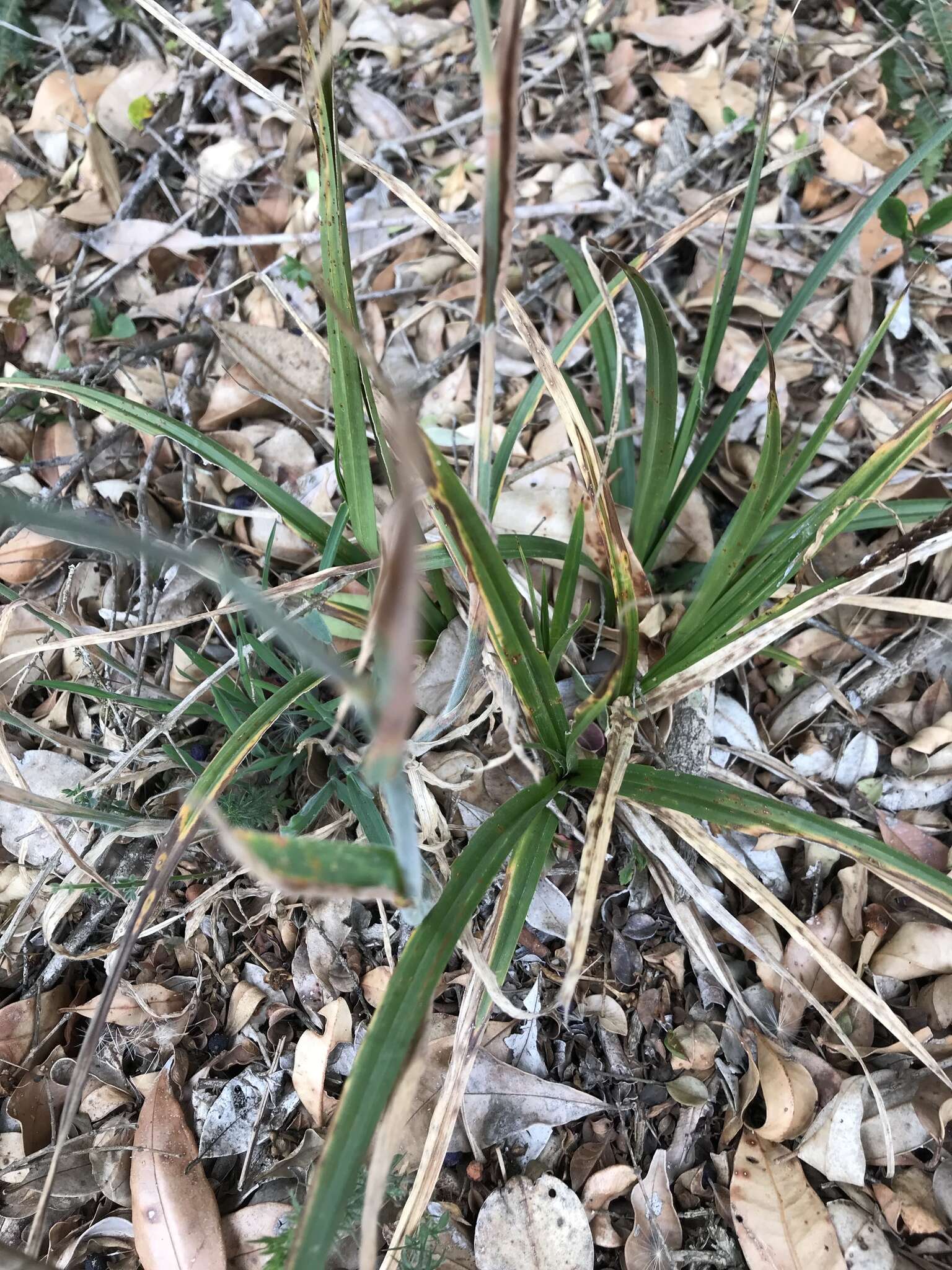 Image of Carex phleoides Cav.
