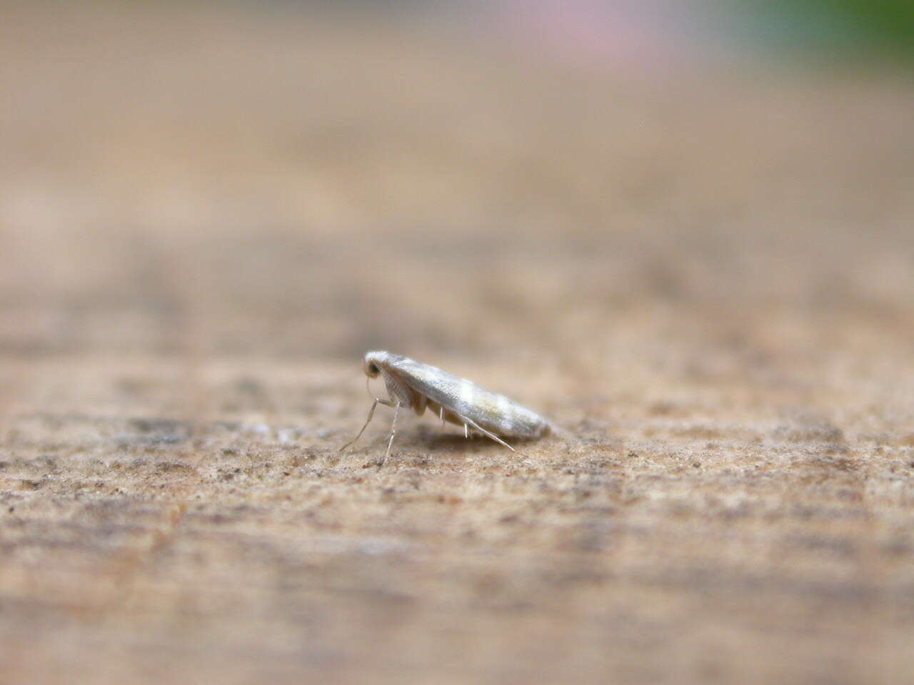 Imagem de Argyresthia trifasciata Staudinger 1871