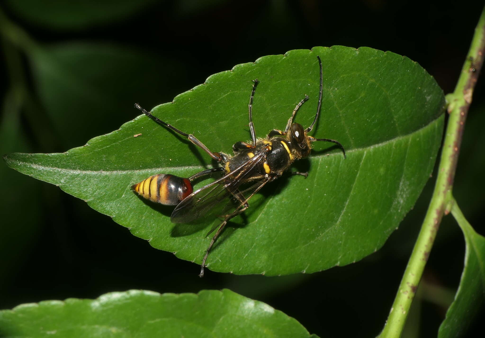 Image of Sceliphron deforme (F. Smith 1856)