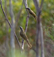 صورة Lichenostomus cratitius (Gould 1841)