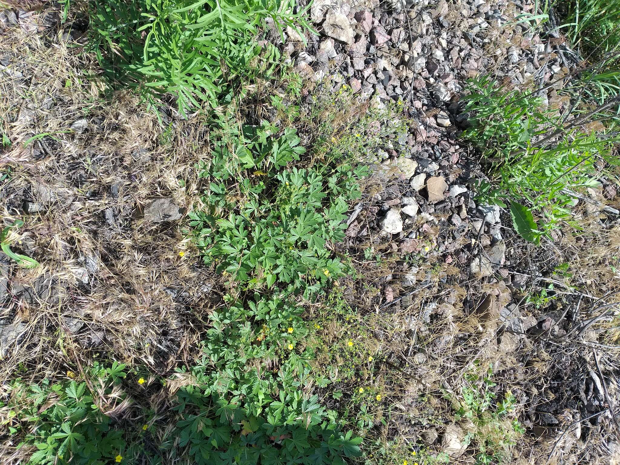 Image of palmleaf cinquefoil