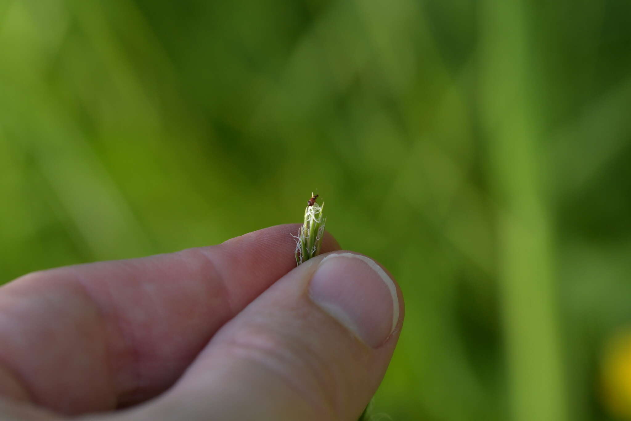 Image of Pselaphophus atriventris (Westwood 1856)