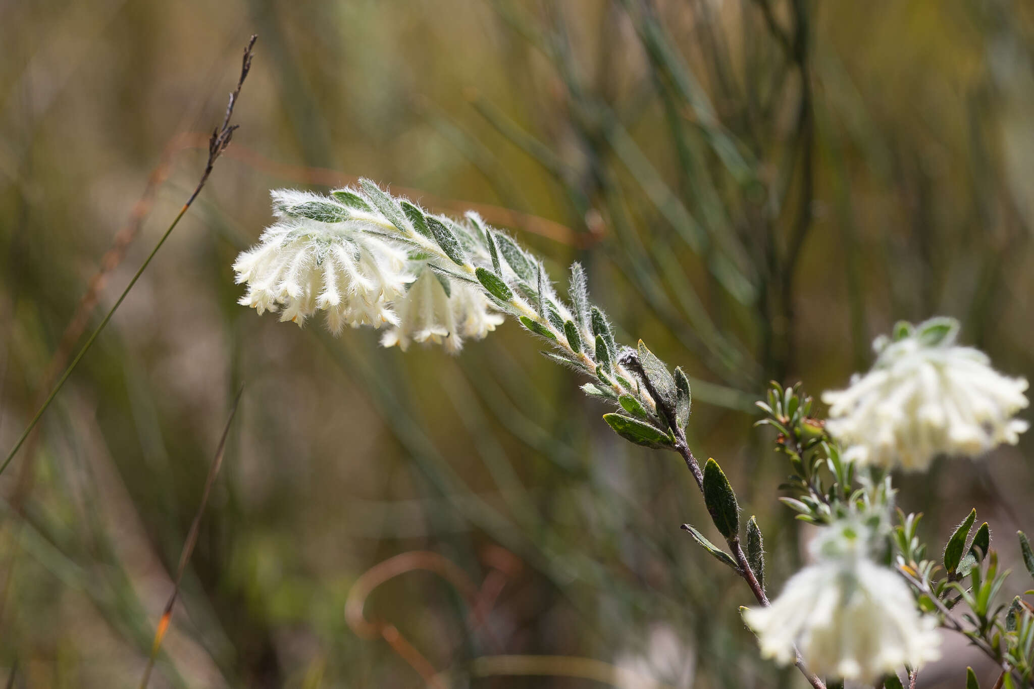 صورة Pimelea octophylla R. Br.