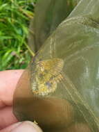 Euphydryas aurinia provincialis (Boisduval 1828)的圖片