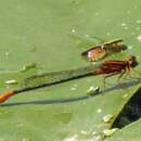 Image of Lilypad Forktail