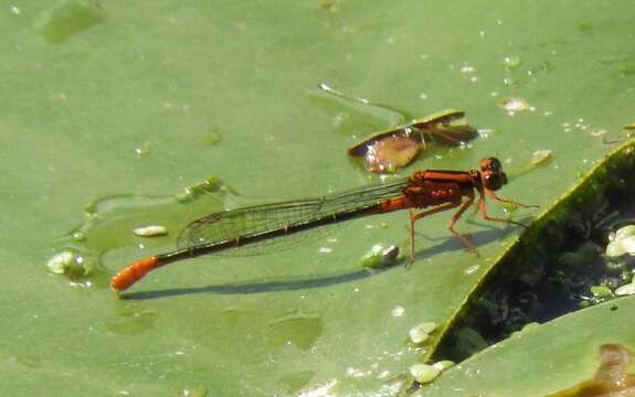 Image of Lilypad Forktail