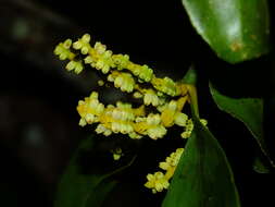 Image de Phoradendron racemosum (Aubl.) Krug & Urban