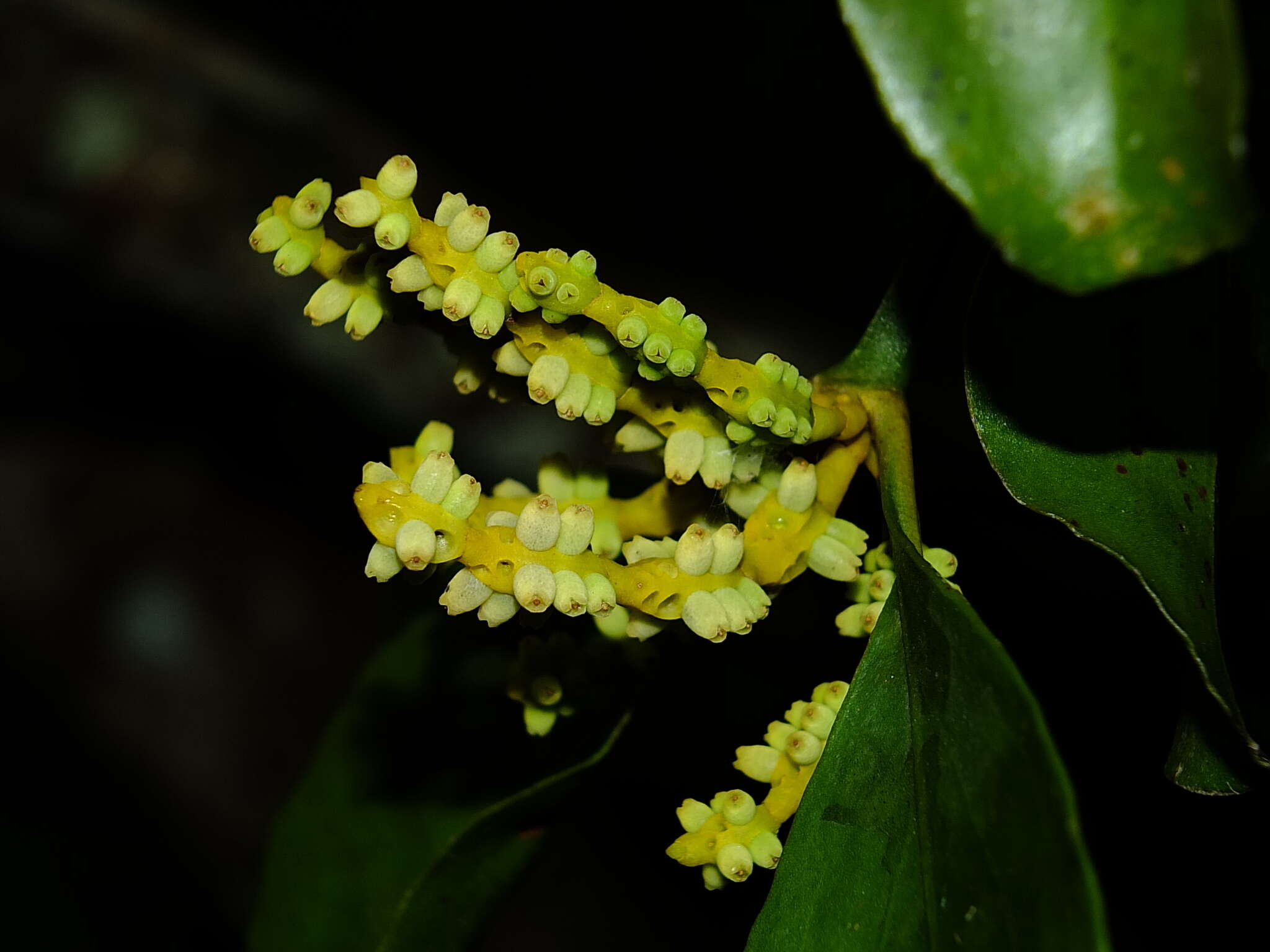 Image de Phoradendron racemosum (Aubl.) Krug & Urban