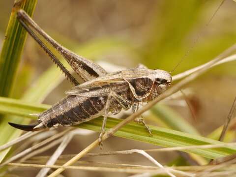 Image of Veysel's Slender Bush-cricket