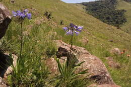 Image of Agapanthus campanulatus subsp. campanulatus