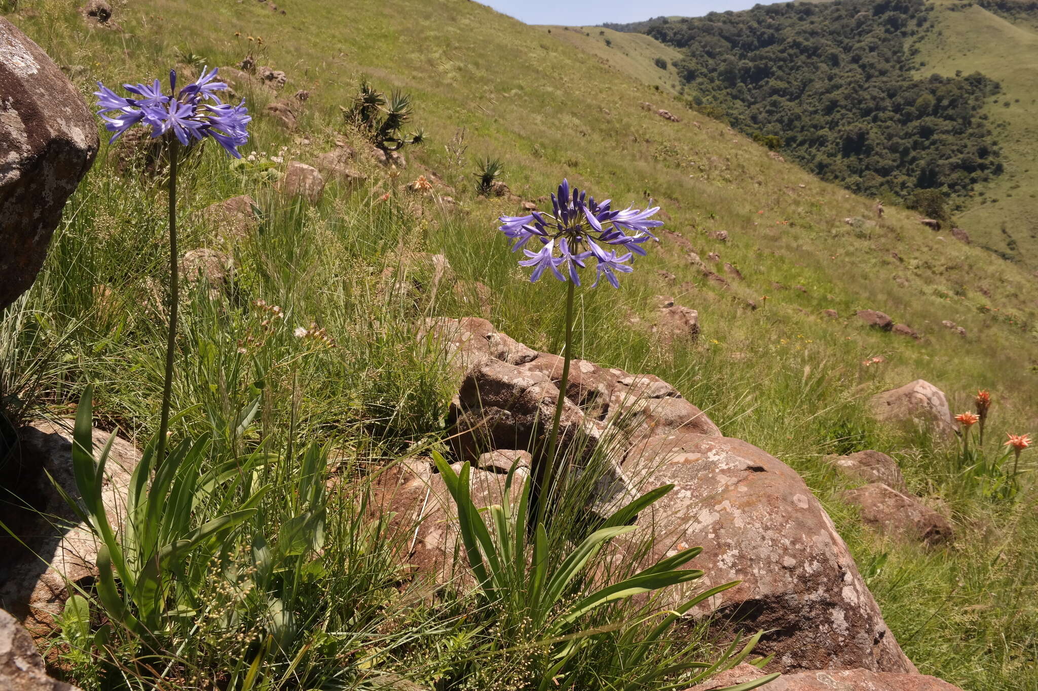 Image of Agapanthus campanulatus subsp. campanulatus